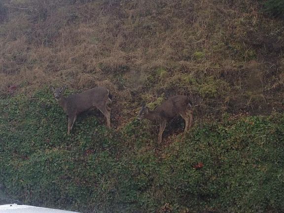 Hillside from kitchen window