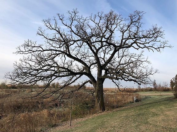Mature oak in front yard