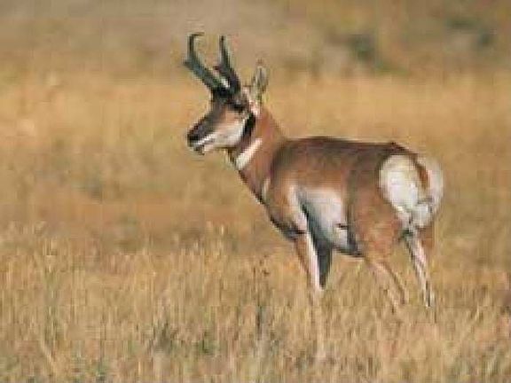 Abundant Game
