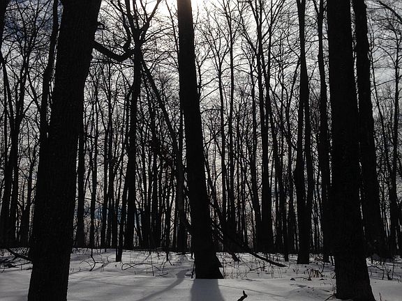 Incredible Wooded Lot