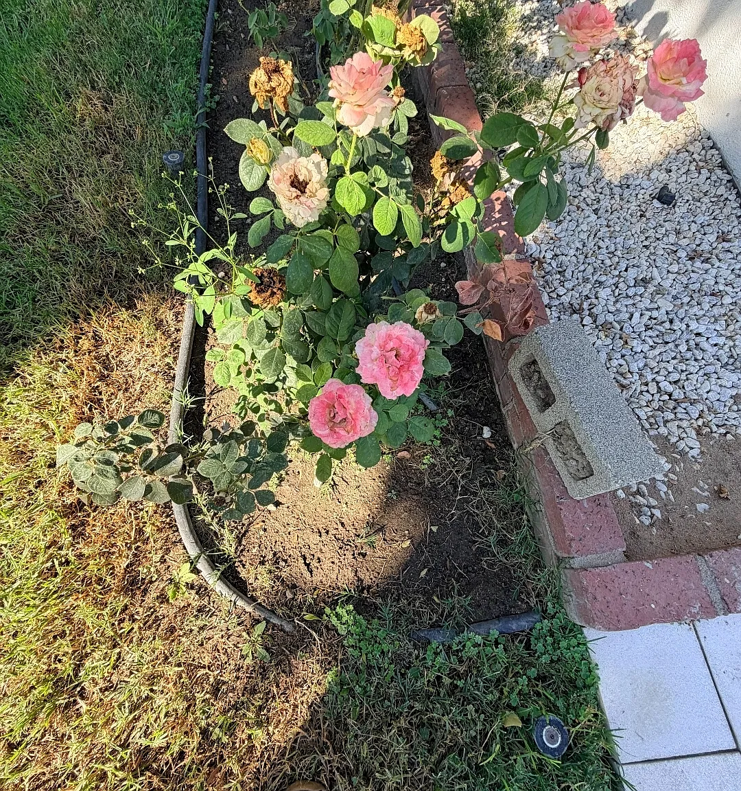 Orchid Dr, San Bernardino — Photo 4