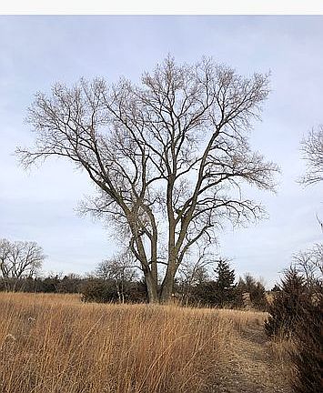 Massive cottonwood