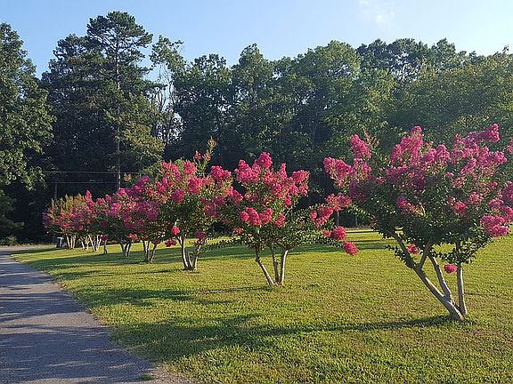Blooms dwn driveway 