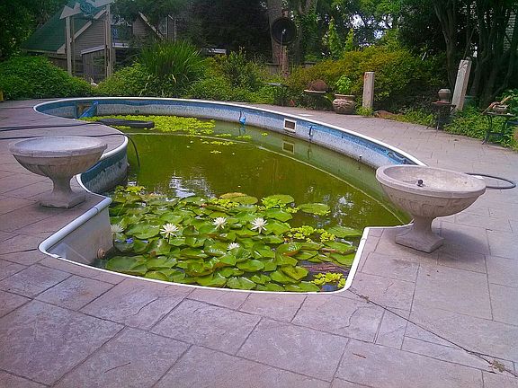 Koi Pond/Swim Pool