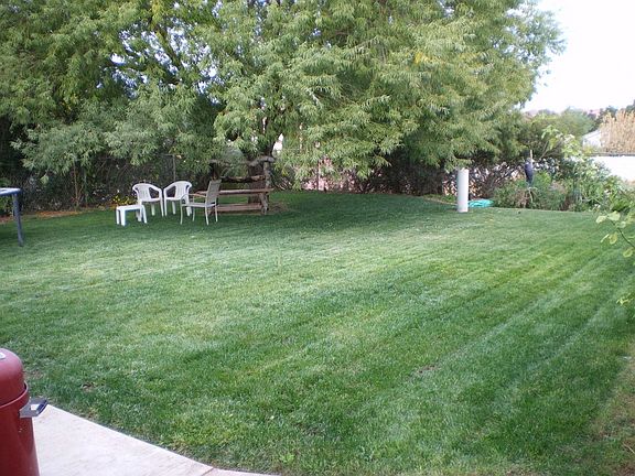 Back yard 3