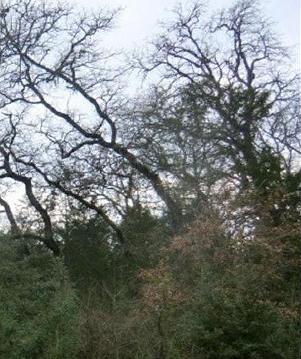 1st image of 137 Ponderosa Loop