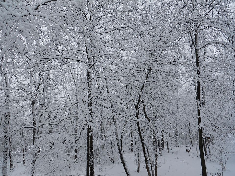 winter wonderland