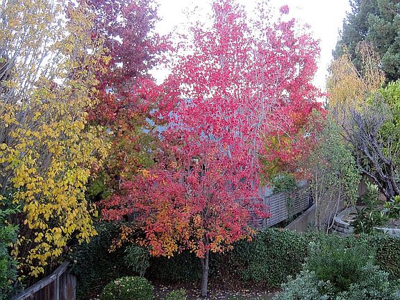 backyard in fall colors