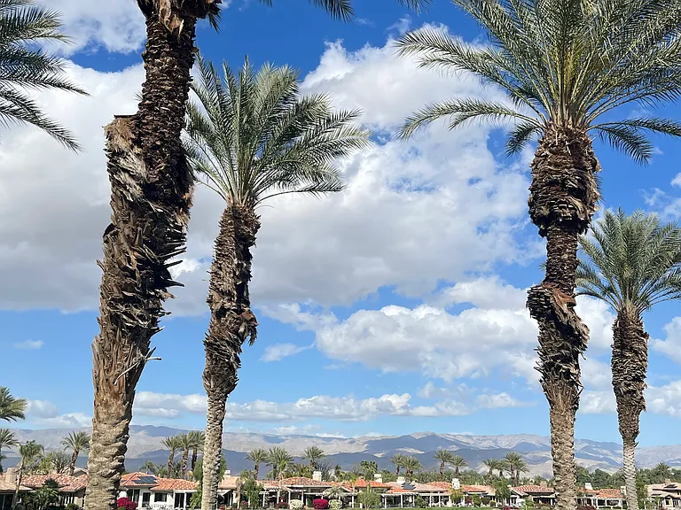 392 Desert Holly Dr — Photo 30