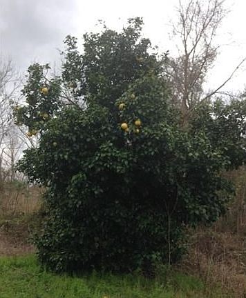 4th image of 3169 Behrman Hwy