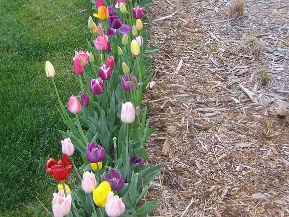 Tulips in Spring