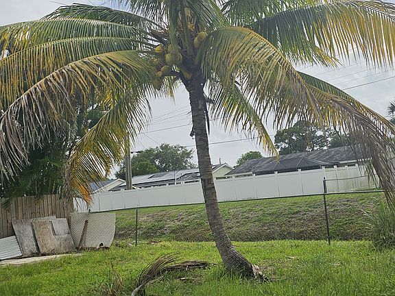 Coconut palm