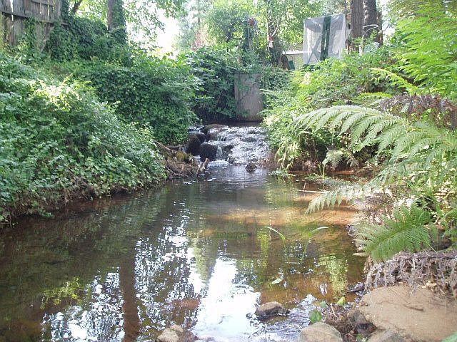 Year round Trout Creek, Brimming with TROUT!!