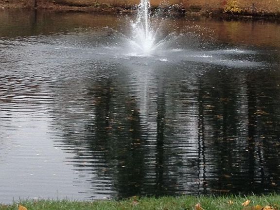 Community duck pond