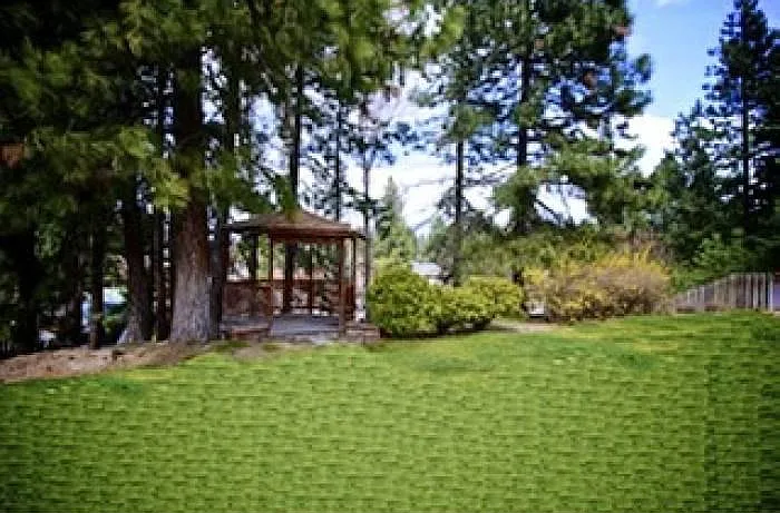 back yard