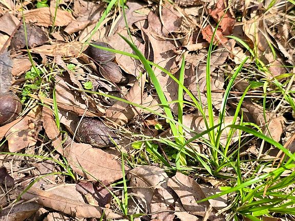 4th image of 12199 Rouchon Ln