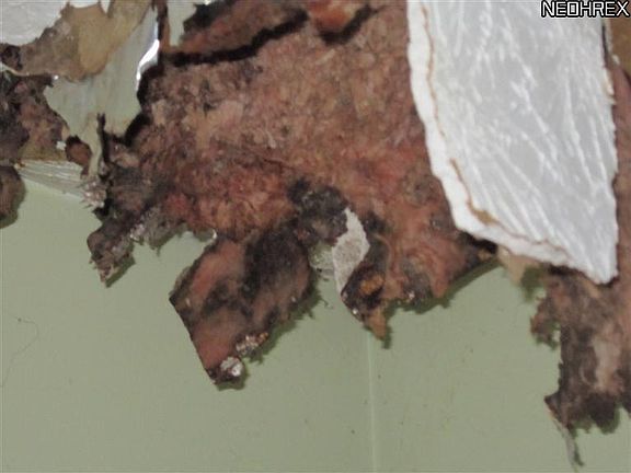 4th image of 11306 Keppler Ct
