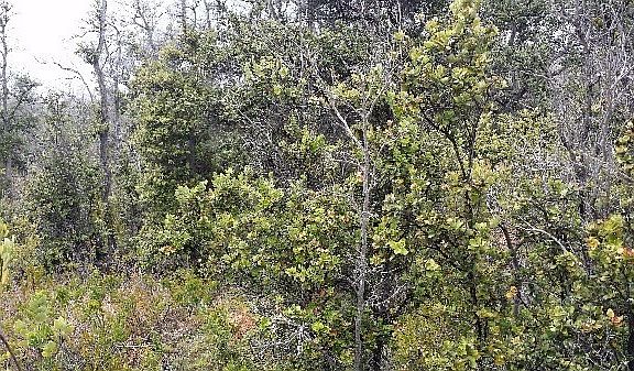 3rd image of Trade Wind Blvd Lot 28