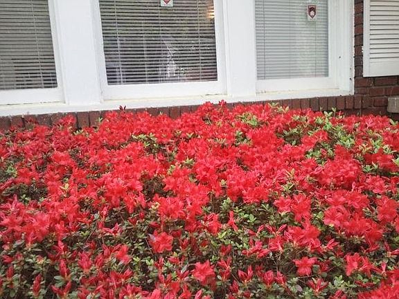 azaleas in blook