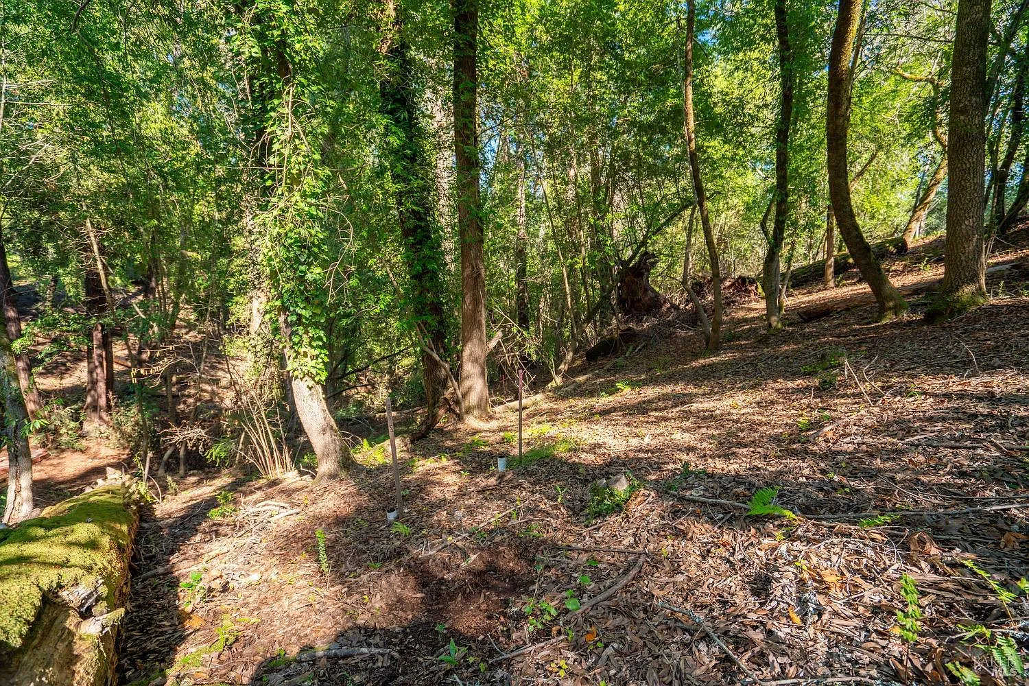 10612 Canyon Road - Photo 11