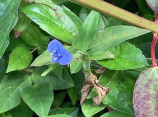 Lehua Rd LOT 172, Pahoa, HI 96778