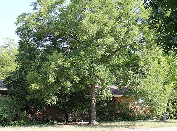2nd image of 1969 Fm 2194