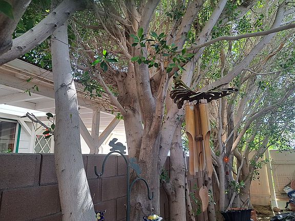 Beutiful Trees..Great shades