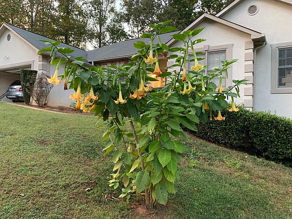 Front Yard