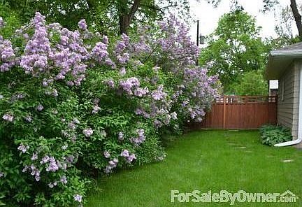Side Yard
						:
						Mature Lilac Bushes