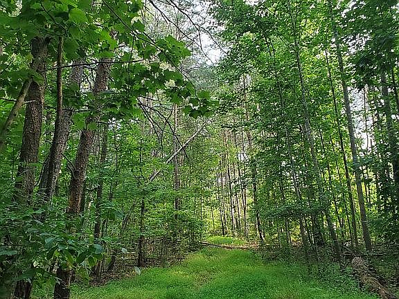 Driveway into Clearing