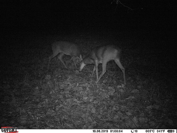 4th image of 1336 Buffalo Creek Rd