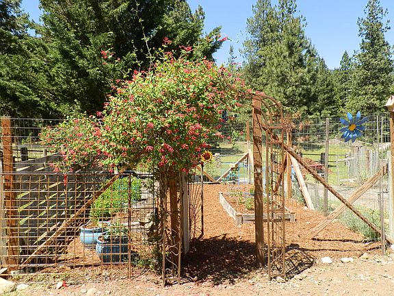 vegetable and flower garden
