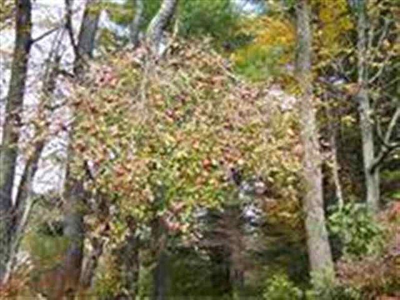 5th image of Lot 3 DUNHAM POND Road