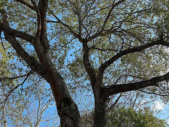 Gorgeous Oaks!
