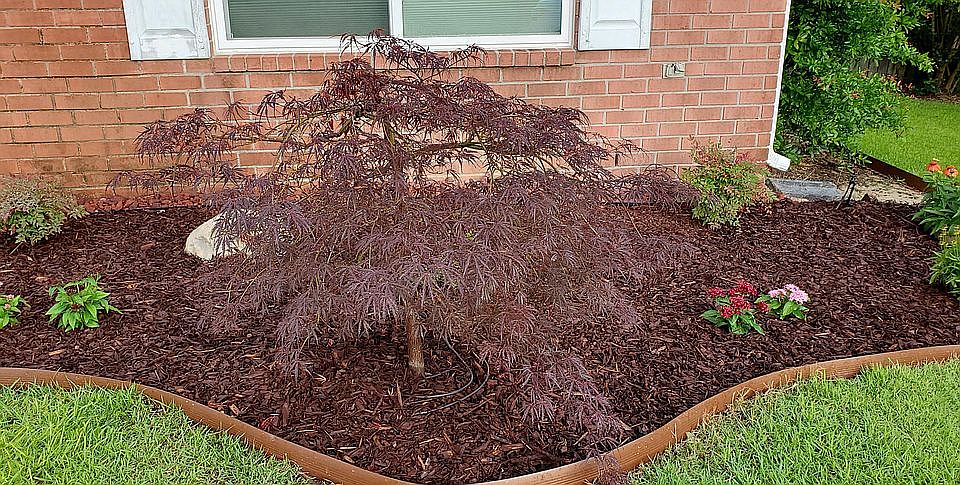 June2021 Front yard