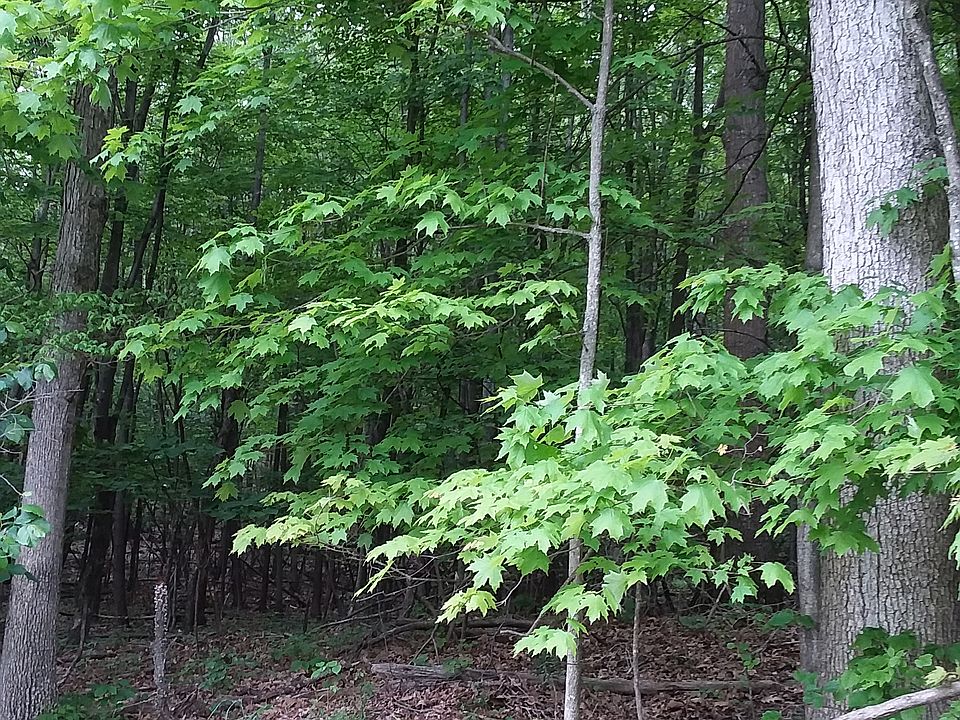 2nd image of 176 Rainsburg Mountain Rd