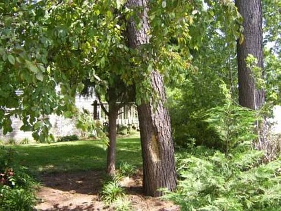 Tree lined rear deck