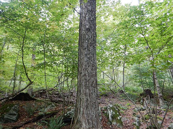 3rd image of Houck Mountain Rd