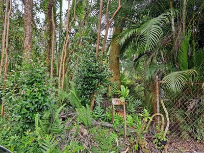 Niihau Rd Lot 714, Pahoa, HI, 96778