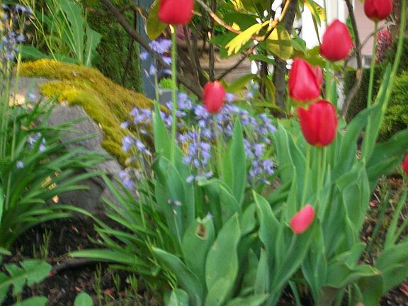 some Spring color