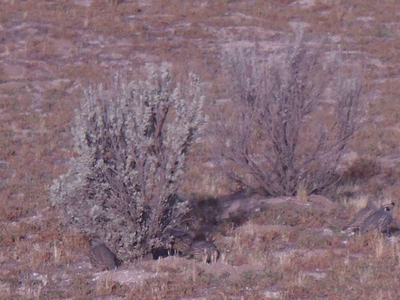 Quail
