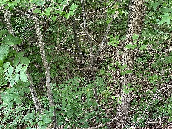 Creek area left of driveway