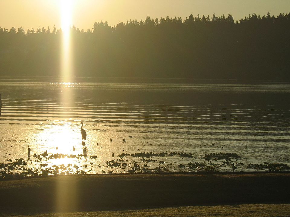 dawn view summer