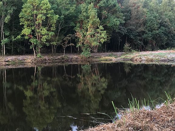 Tiger Bass Stocked pond