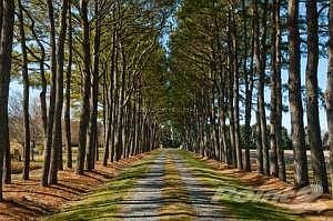 Tree-lined drive