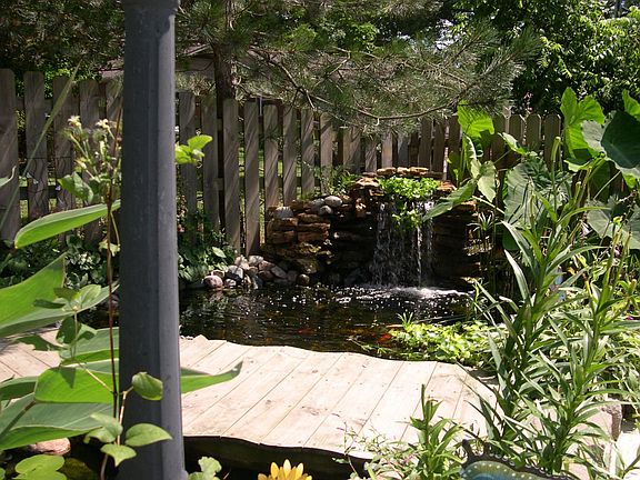 pond with 50 large koi