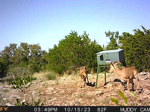 2nd image of 752 SD 46061