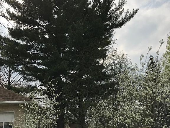 White pines and serviceberries