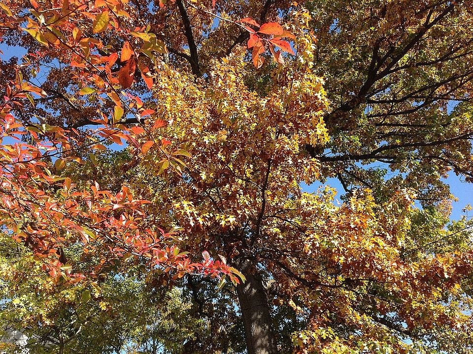 Fall color, back yard.