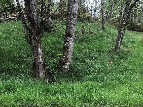 Good view of the lot with grass and a few trees. 